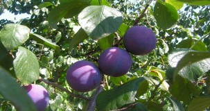 Camız Eriği Faydaları: Sağlık Üzerindeki Etkileri ve Besin Değeri (Prunus domestica)