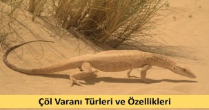 Çöl Varanı Türleri ve Özellikleri