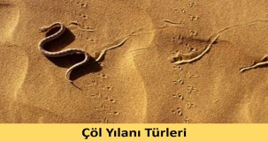 Çöl Yılanı Türleri ve Özellikleri