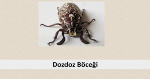 Dozdoz Böceği Üremesi: Dozdoz Böceği Hakkında Bilmeniz Gerekenler