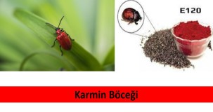 Karmin Böceği Türleri ve Özellikleri