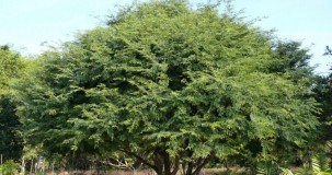 Lahor Ağacı (Demirhindi) (Tamarindus indica) Faydaları ve Kullanımı