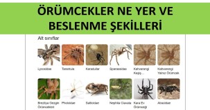 Örümcekler Ne Yer? Beslenme Şekilleri ve Avlanma Taktikleri