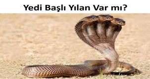 Yedi Başlı Yılan Var mıdır? Gerçek mi, Efsane mi?