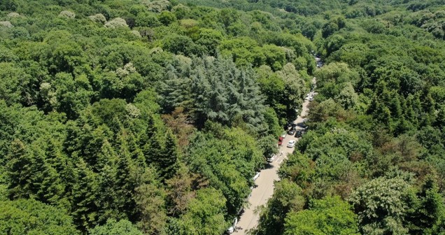 0-10 Enlemleri Arasında Hangi Orman Türleri Bulunur?
