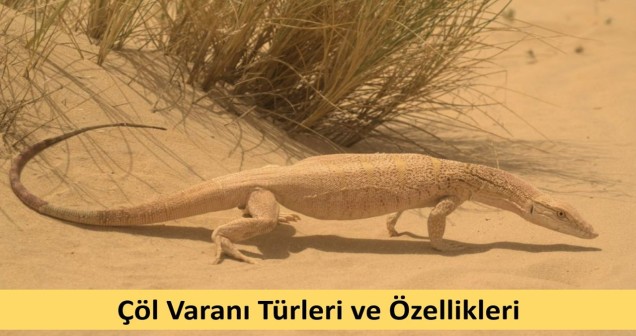 Çöl Varanı Türleri ve Özellikleri