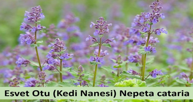 Esvet Otunun Faydaları Nelerdir?