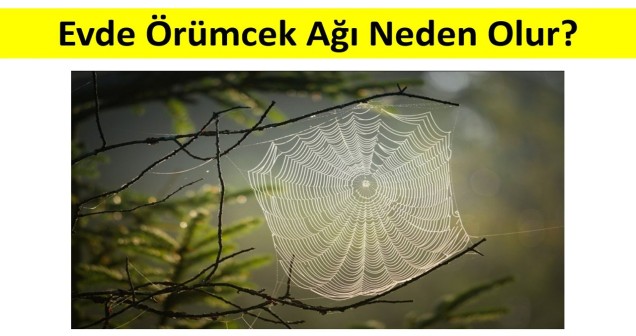 Evde Örümcek Ağı Neden Oluşur? Sebepleri ve Çözüm Yolları