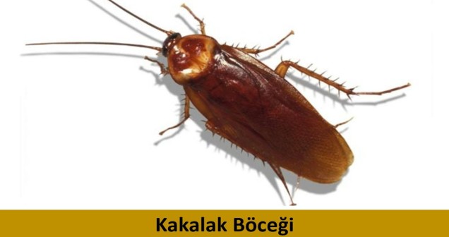 Kakalak Böceği Neden Olur? Sebepleri ve Çözüm Yolları