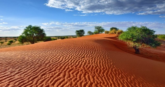 Kalahari Çölü Özellikleri ve Tarihi: Ekosistem, Türler ve Kültürel Miras