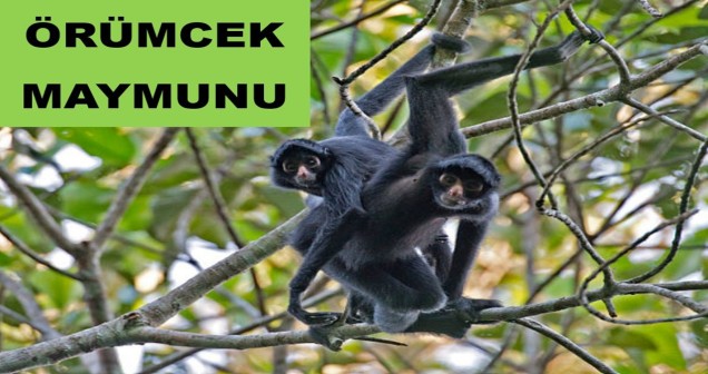 Örümcek Maymunlarının Güncel Fiyatları ve Sahiplenme Rehberi
