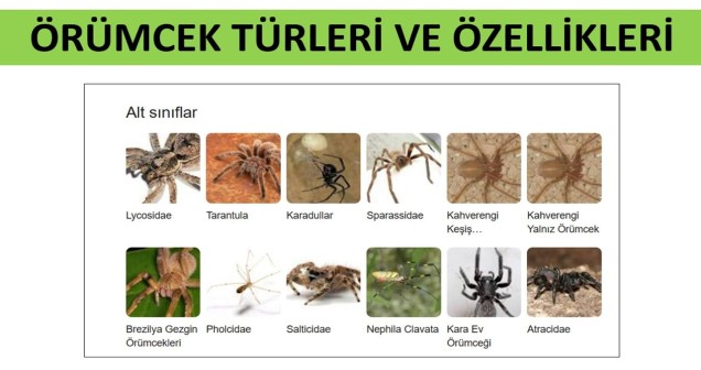 Örümcek Türleri ve Özellikleri