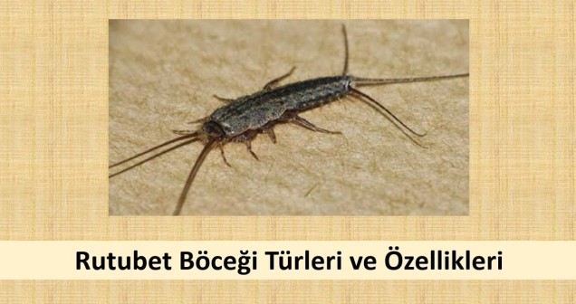 Rutubet Böceği Türleri ve Özellikleri: Detaylı İnceleme