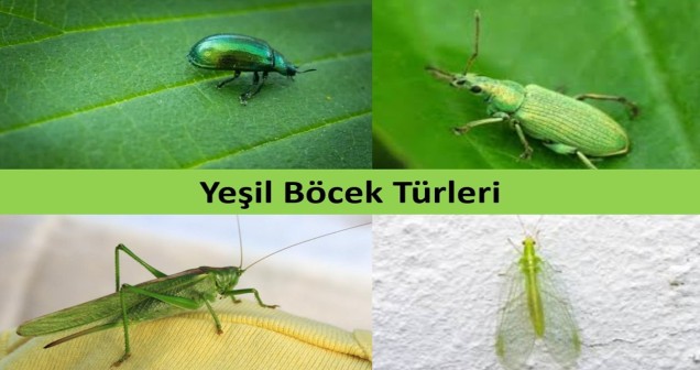 Yeşil Böcek Türleri ve Özellikleri: Doğanın Kamuflaj Ustaları