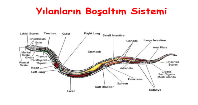 Yılanlar Nasıl Boşaltım Yapar? | Sürüngenlerde Boşaltım Sistemi